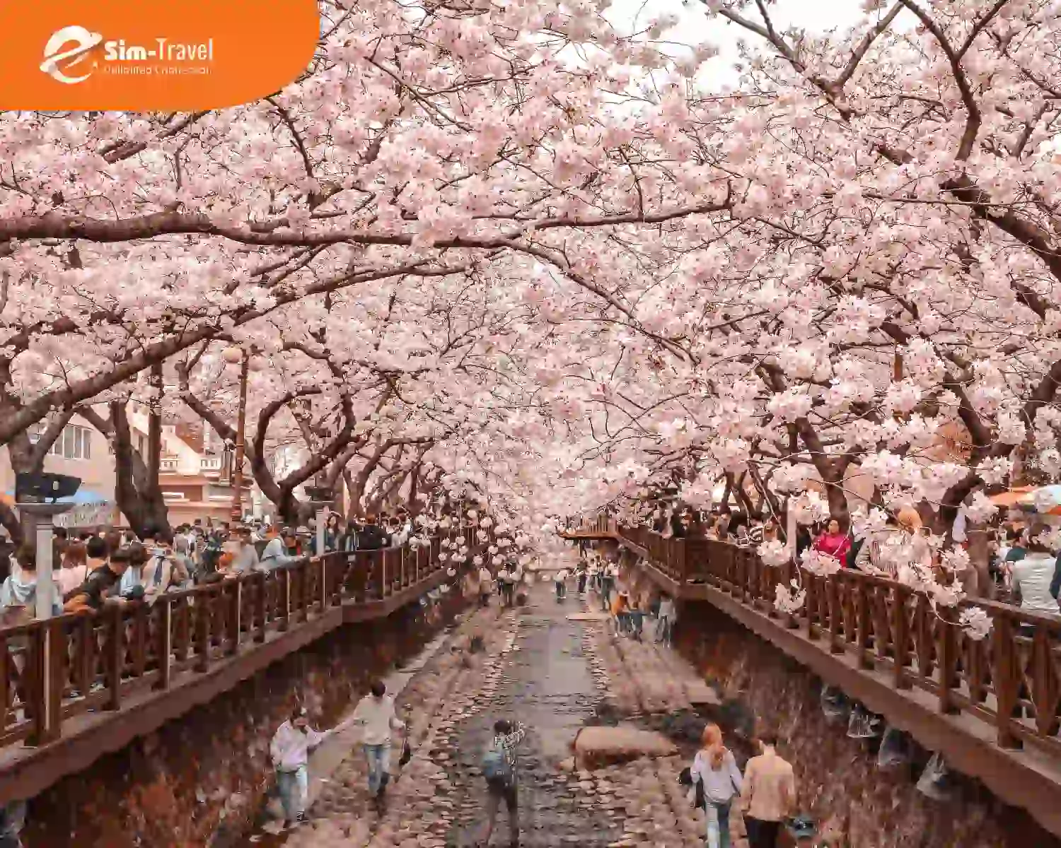 Chi phí du lịch mùa xuân thường cao do thời tiết đẹp và cảnh quan rực rỡ