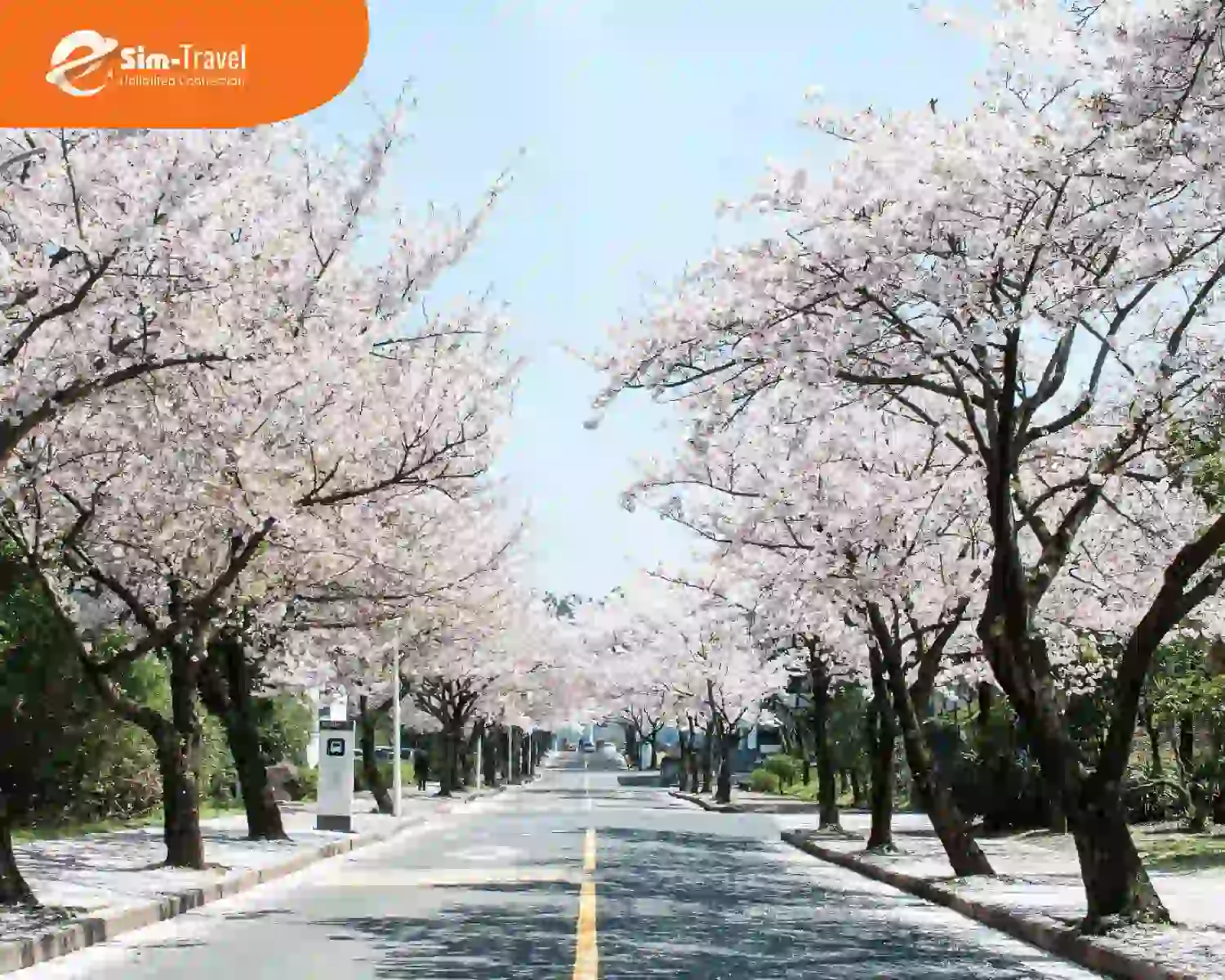 Mùa xuân hoa anh đào nở rộ bên đường ở Jeju