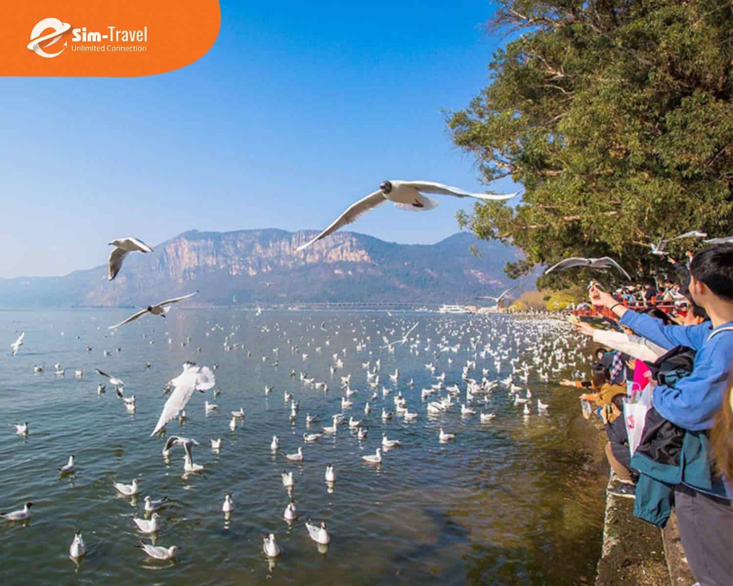 Du khách cho hải âu ăn tại hồ Điền Trì