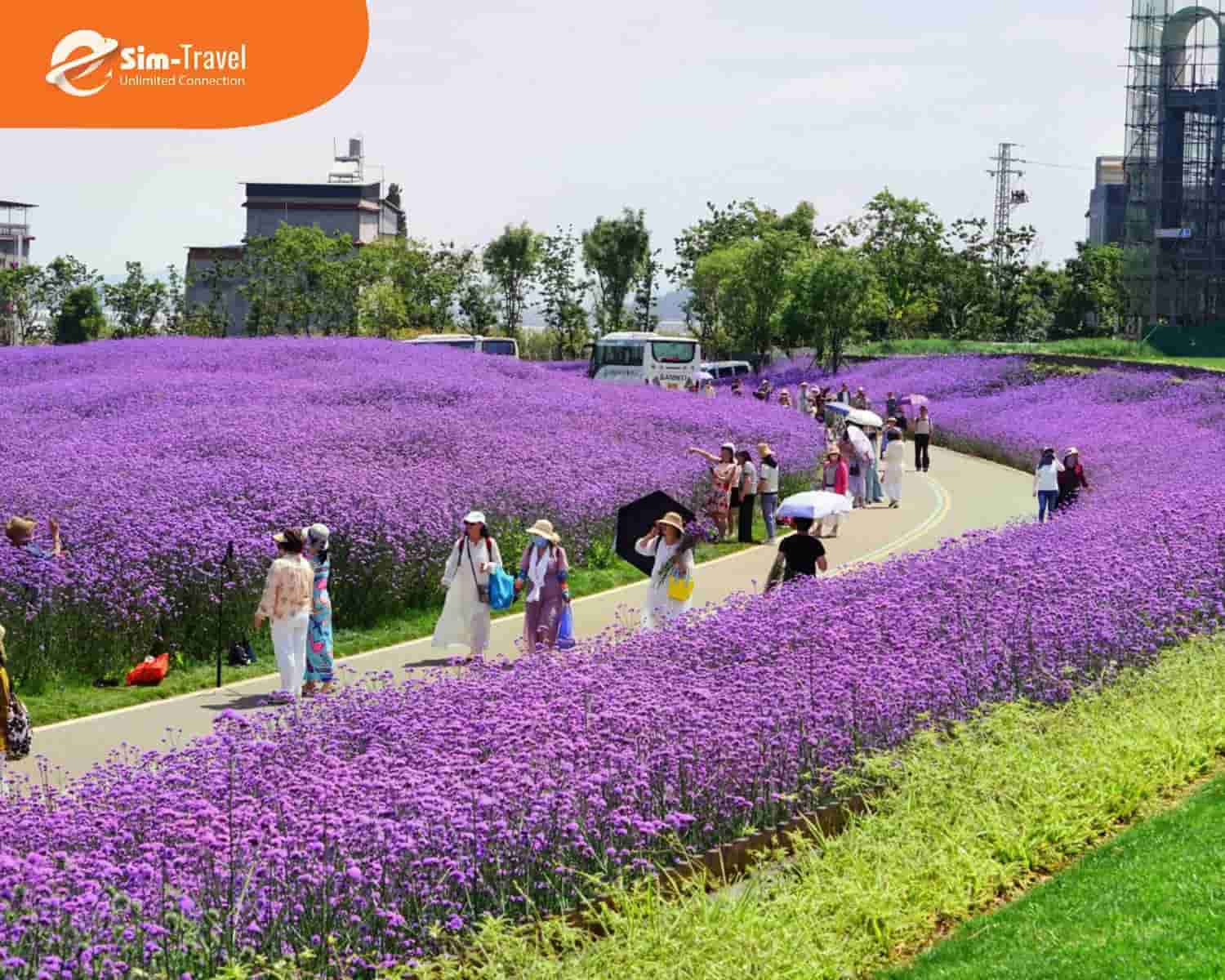 Mùa xuân ở Côn Minh - Ngắm muôn hoa đua nở