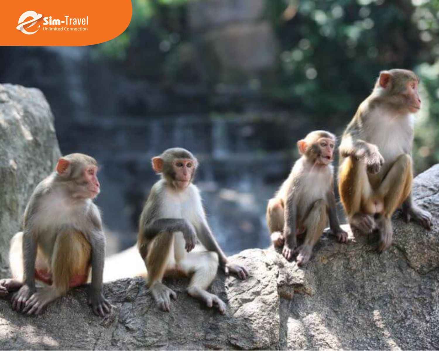 Đảo Khỉ l&agrave; điểm tham quan nổi tiếng với nhiều lo&agrave;i khỉ sinh sống trong m&ocirc;i trường tự nhi&ecirc;n