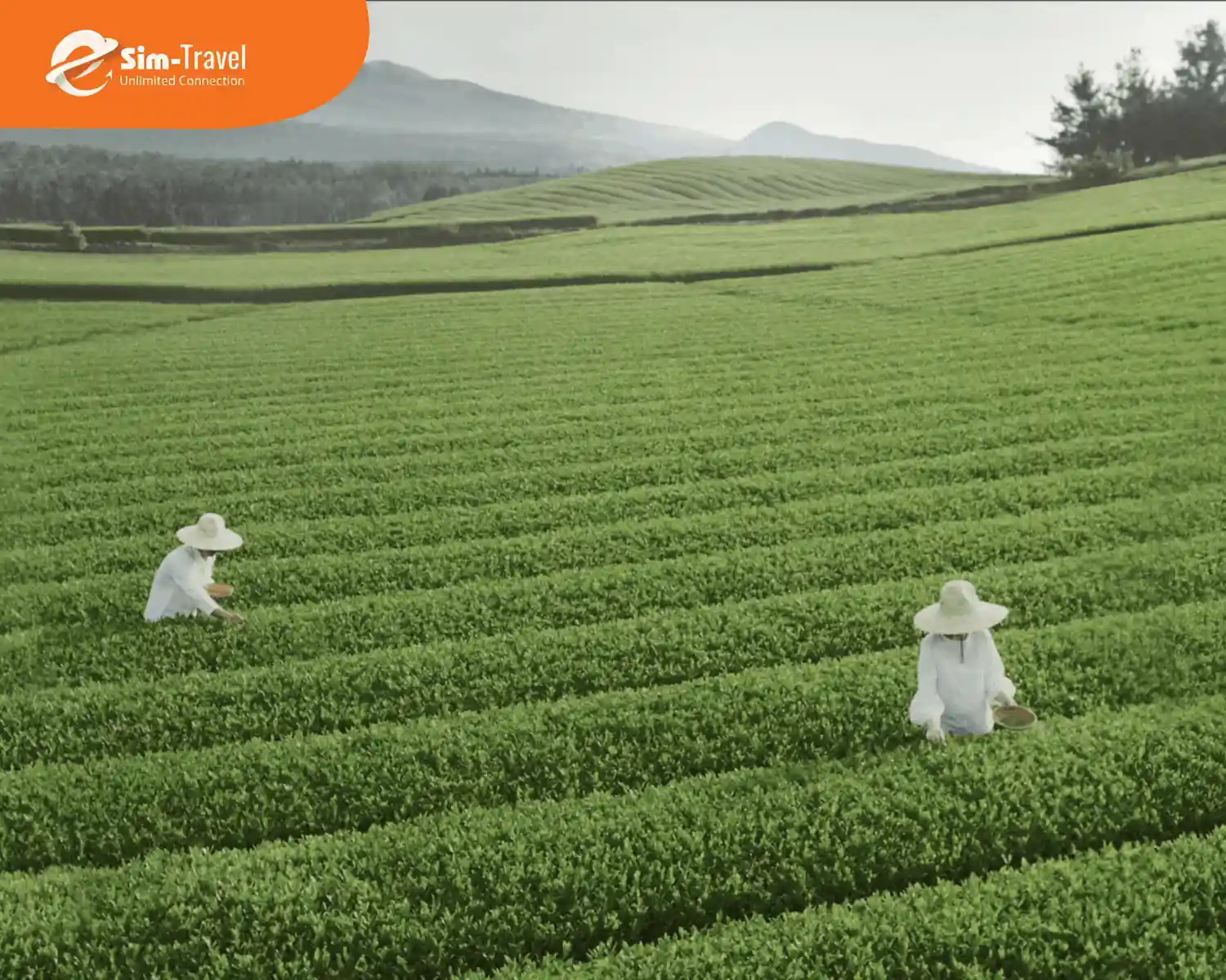 Cánh đồng trà xanh mát ở Jeju