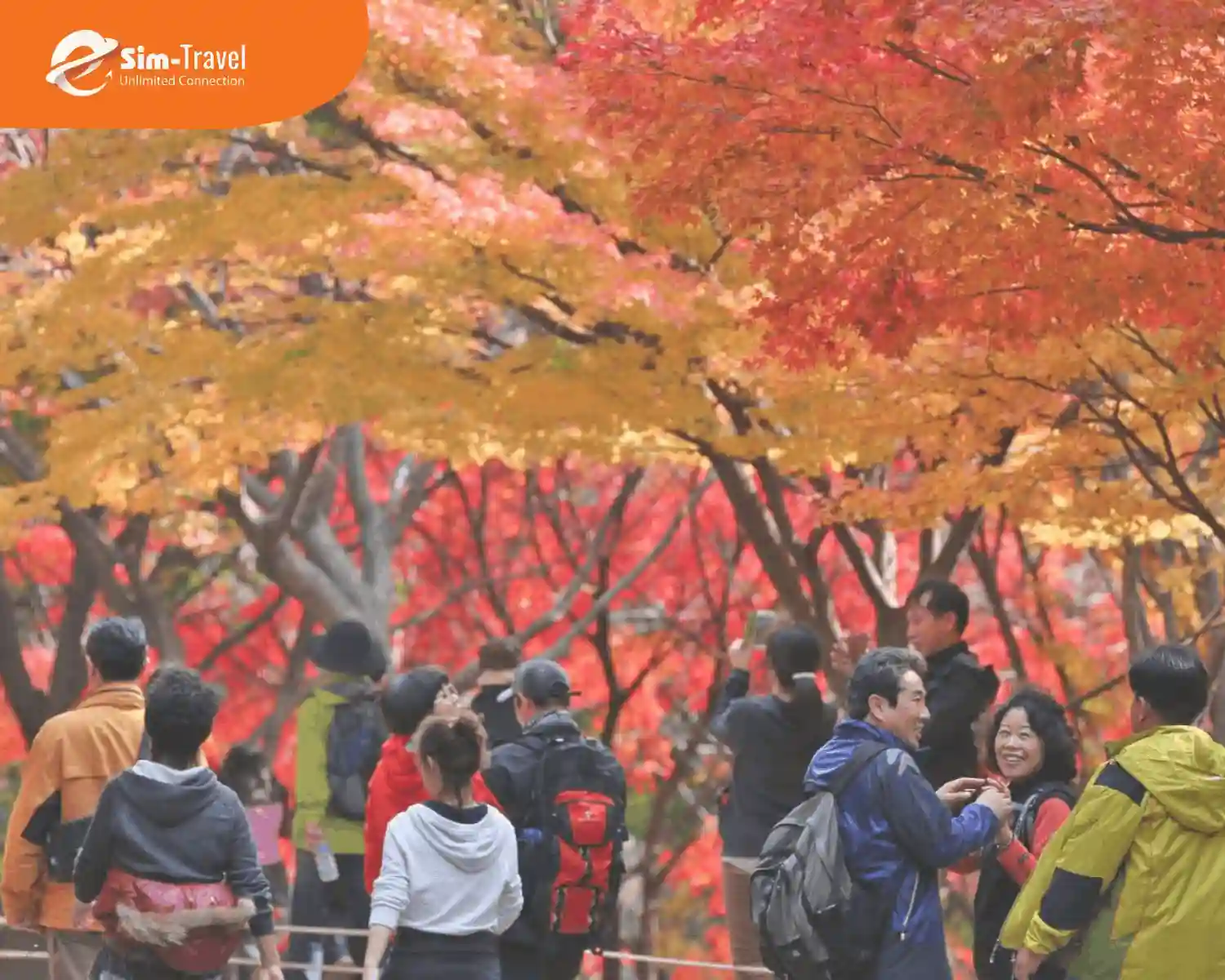 Mùa thu với sắc đỏ lá phong thu hút đông du khách khắp nơi