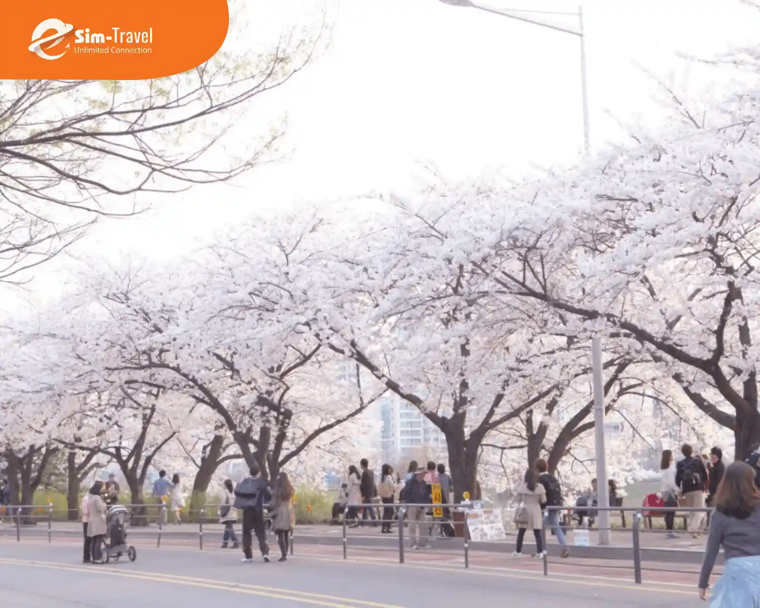 Lễ hội hoa tại Yeouido