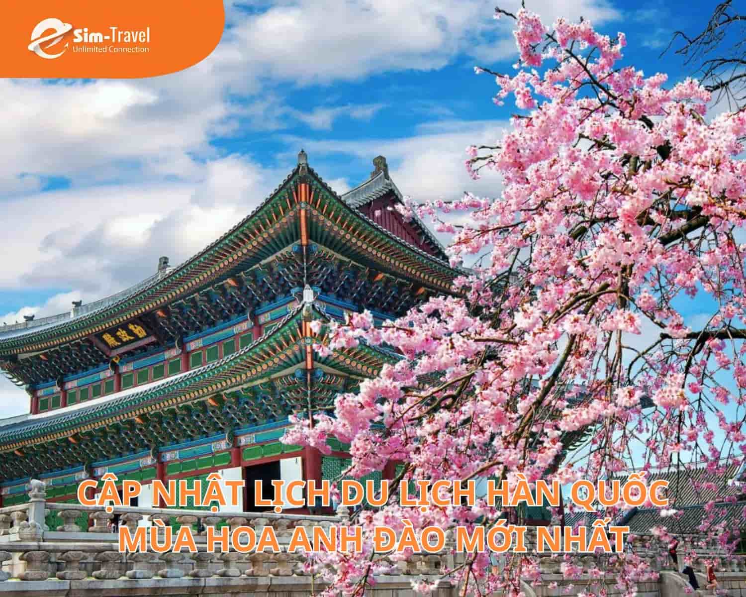 Cập Nhật Lịch Du Lịch Hàn Quốc Mùa Hoa Anh Đào Mới Nhất