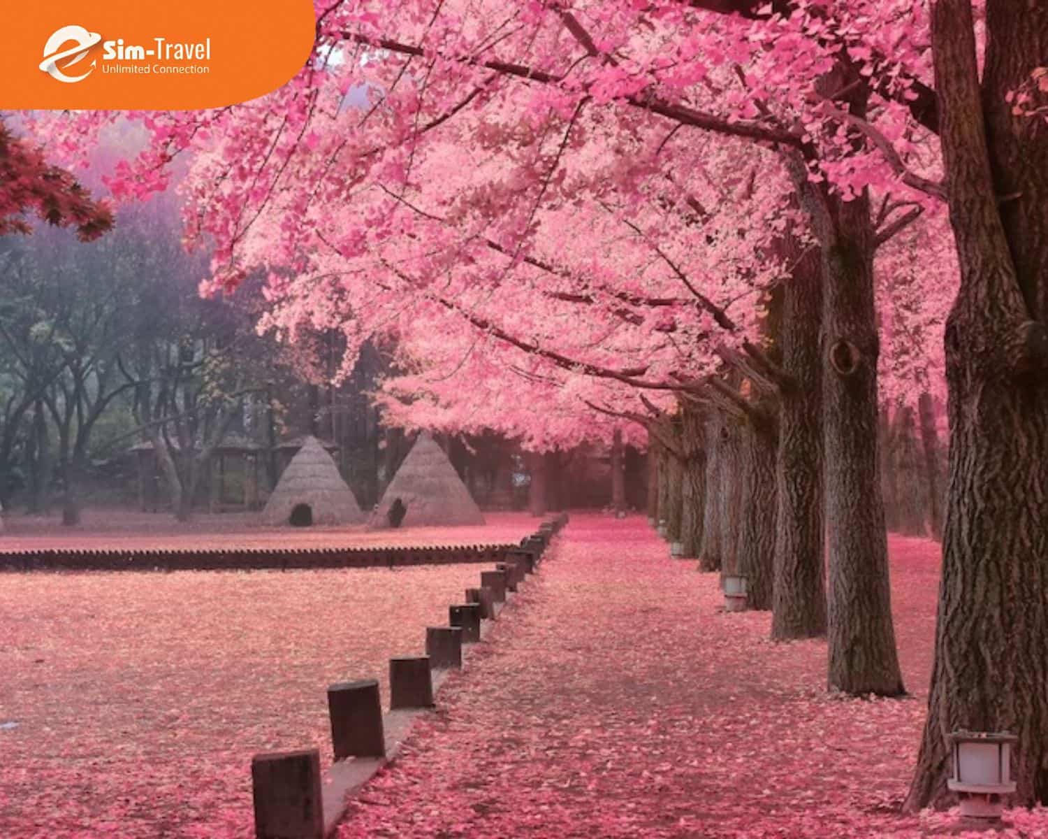 Sắc hồng phủ khắp nẻo đường, mở ra m&ugrave;a ảnh đẹp nhất trong năm