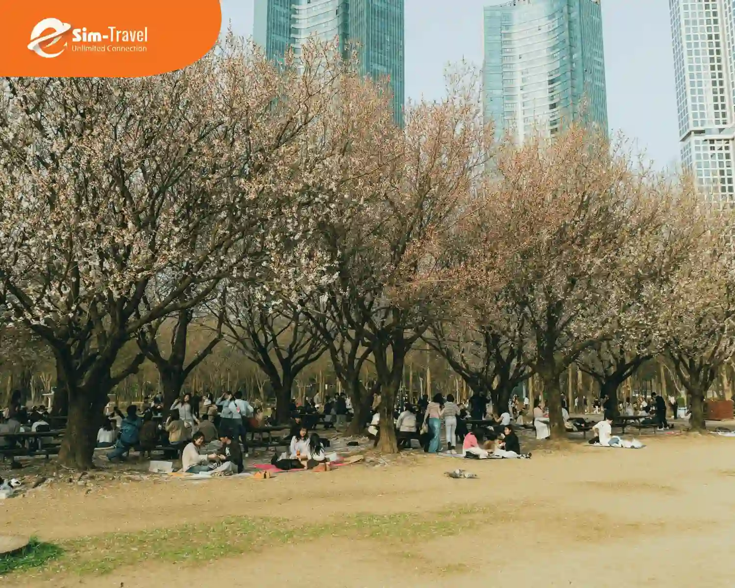 Dã ngoại mùa xuân dưới những tán hoa anh đào