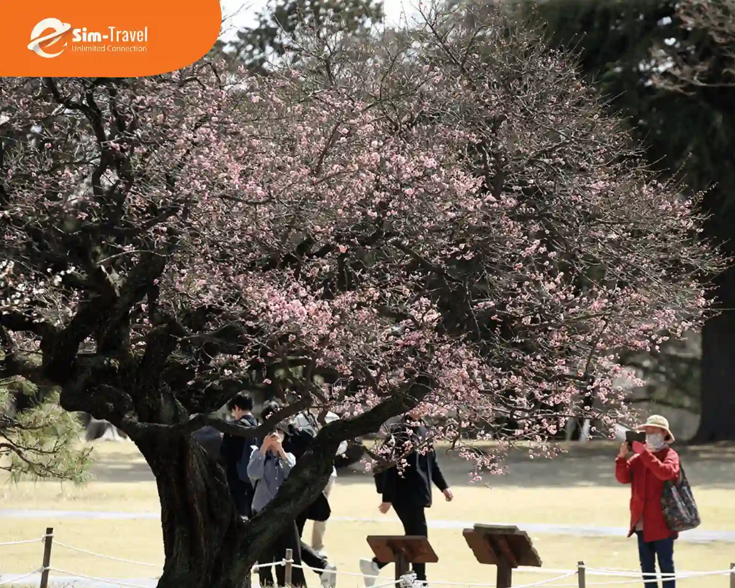 Ngắm nhìn tán hoa đầu mùa nở rộ mang lại cảm giác bình yên thư thái