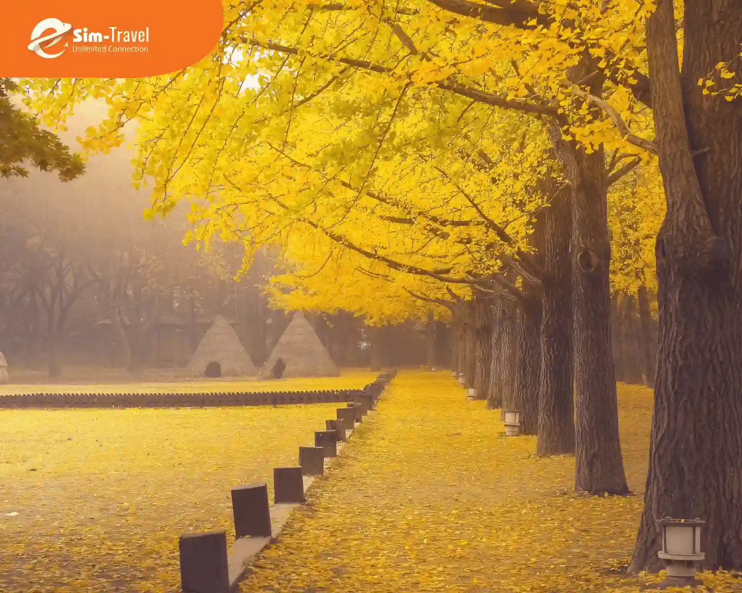 Hàng cây ngân hạnh vàng rực ở Đảo Nami