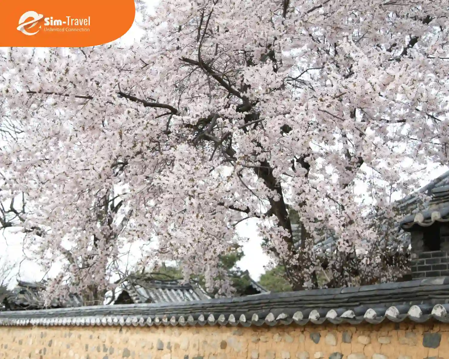 Mùa xuân với sắc hồng của hoa anh đào