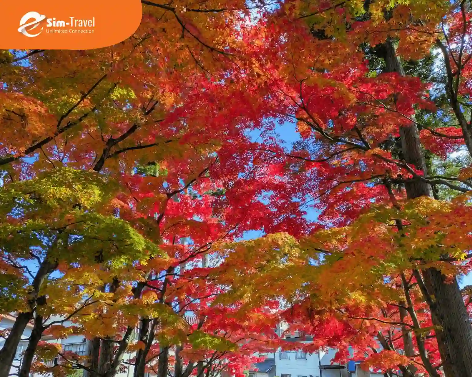 Lá mùa thu rực rỡ