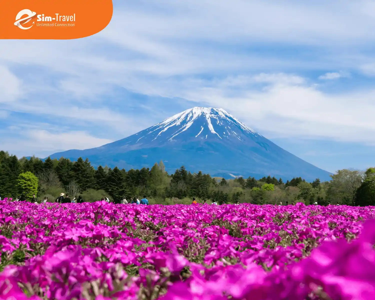 “Thảm hồng” dưới chân núi Phú Sĩ