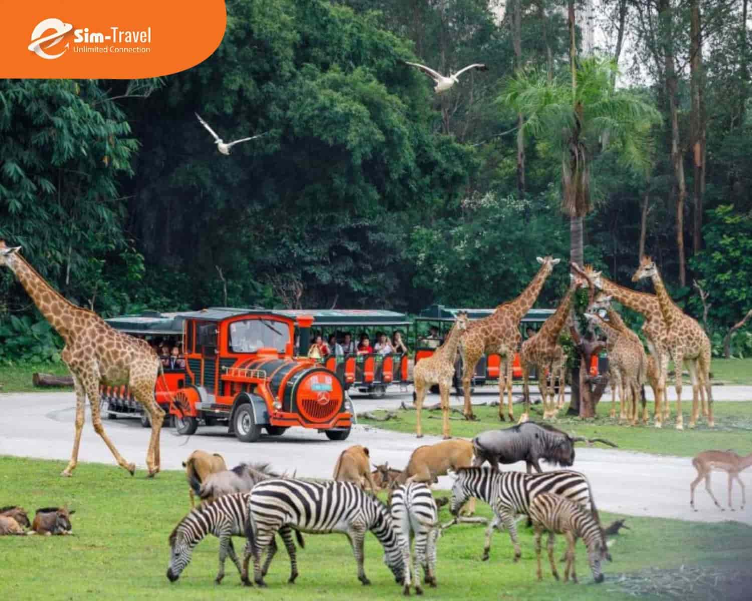 Chimelong Safari - Khu vui chơi giải trí hấp dẫn du khách