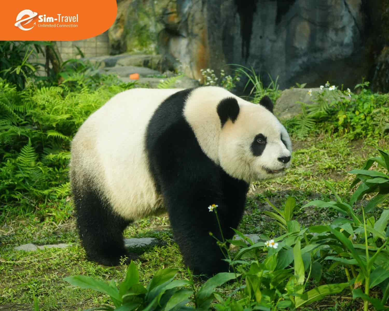 Gấu trúc Thành Đô