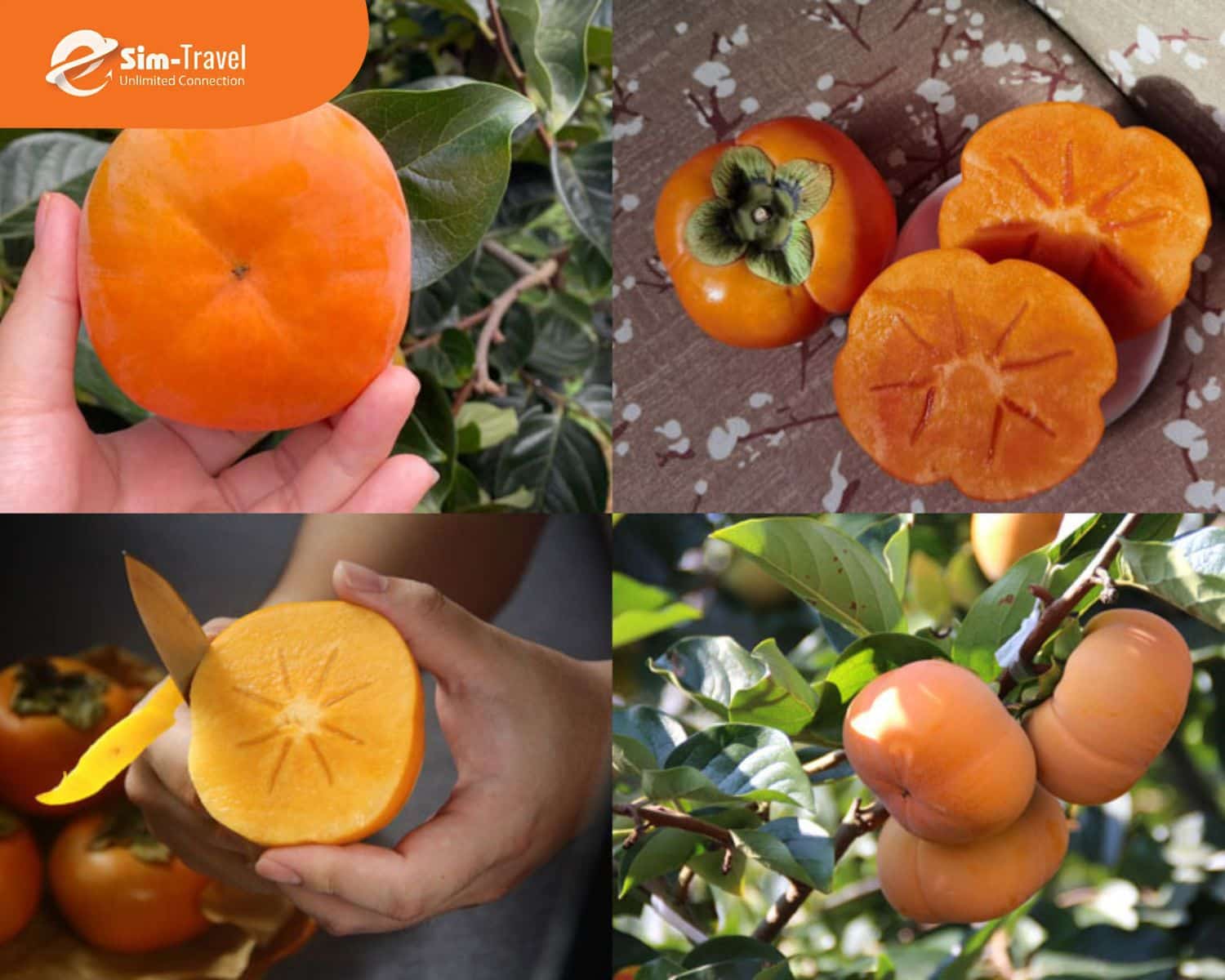 Mùa thu ở Trung với các loại trái cây tươi ngon