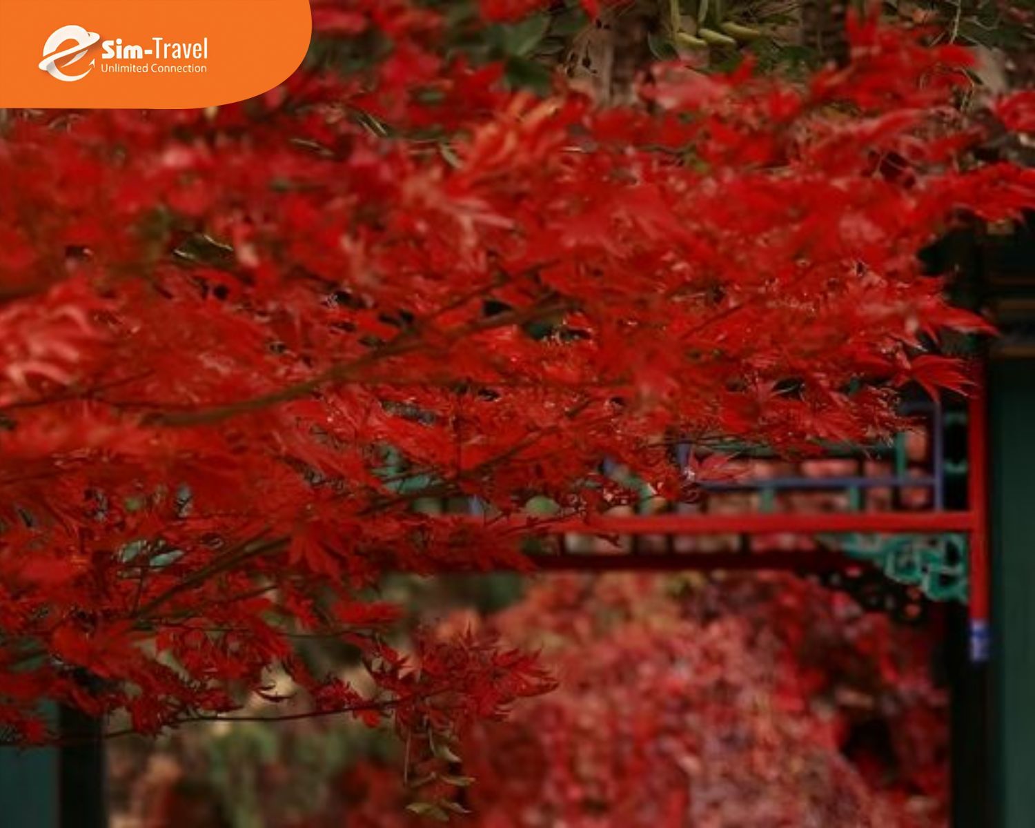 Khung cảnh huyền ảo đỏ rực Trương Gia Giới th&aacute;ng 11