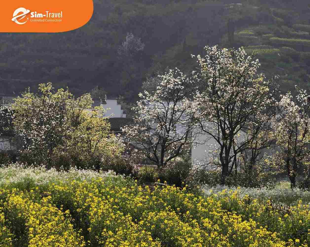 Hoa cải v&agrave;ng xen giữa l&agrave;ng cổ tạo n&ecirc;n cảnh sắc đặc trưng ở Ngũ Nguy&ecirc;n