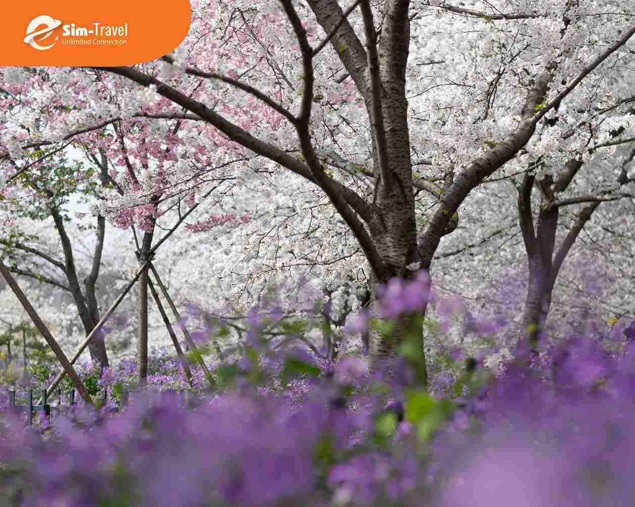 Hoa anh đ&agrave;o nở rộ tại Vũ H&aacute;n, tạo n&ecirc;n khung cảnh đặc trưng th&aacute;ng 3