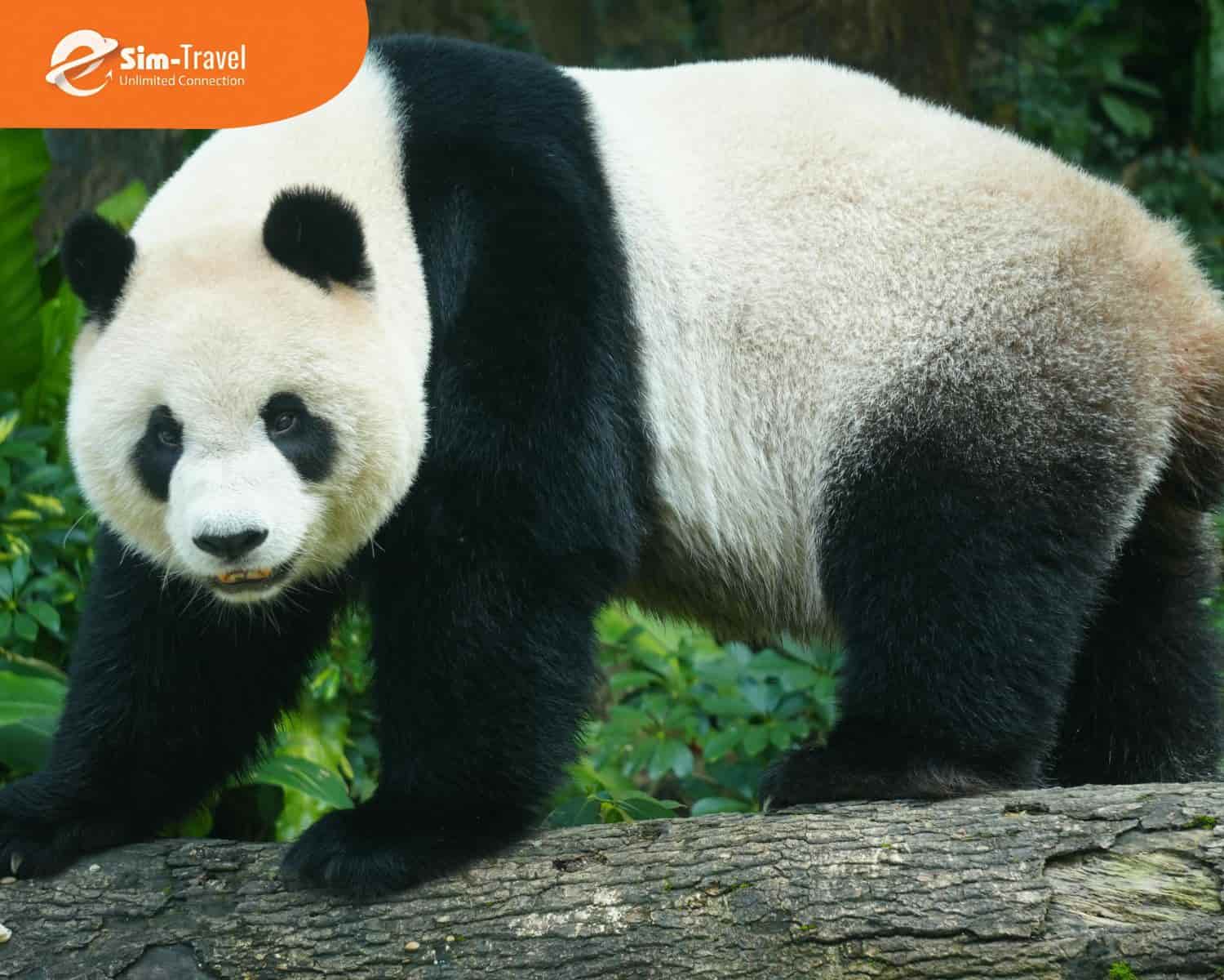 Thành phố Thành Đô - Nơi có gấu trúc khổng lồ