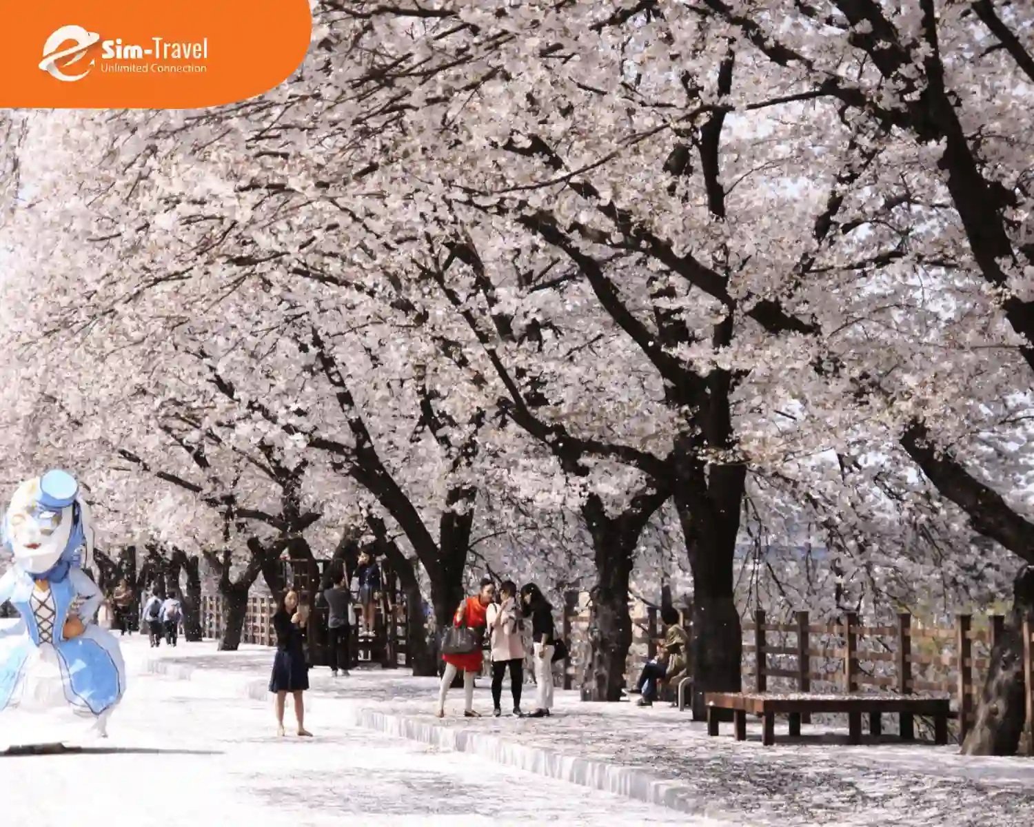 Lễ hội hoa anh đào đầu xuân