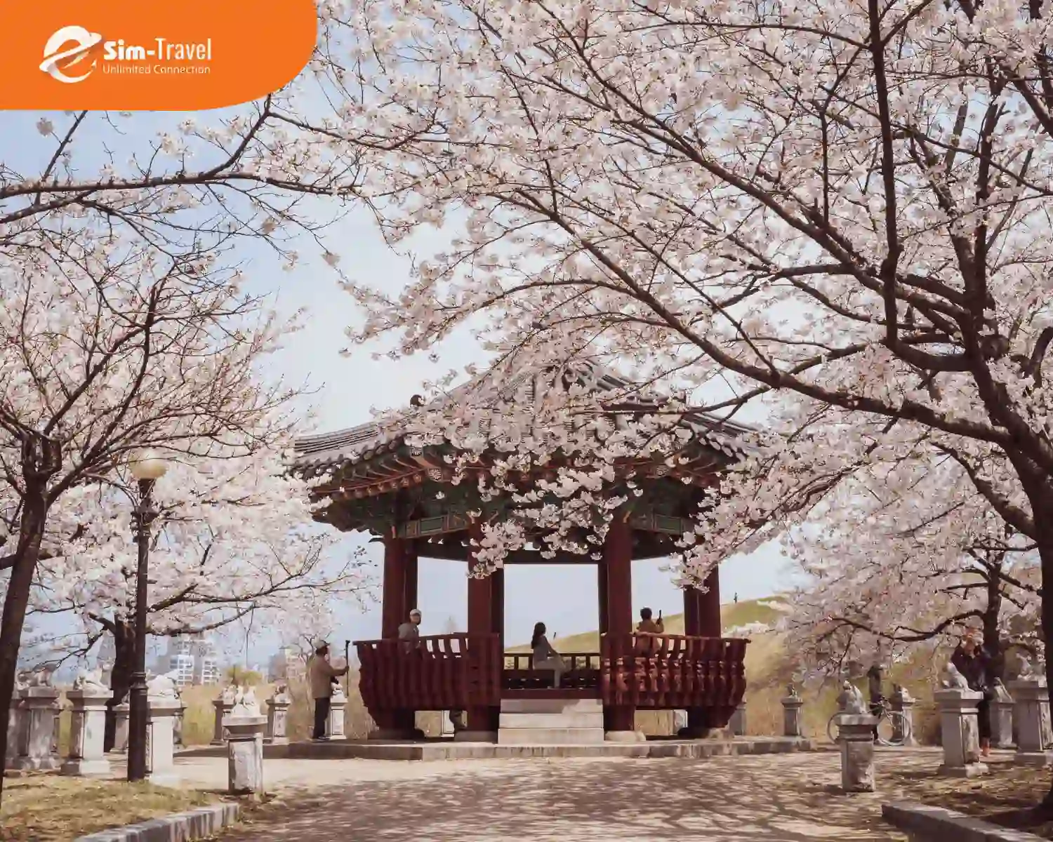 Mùa xuân tiết trời trong lành với sắc hồng hoa anh đào tạo nên khung cảnh lãng mạn