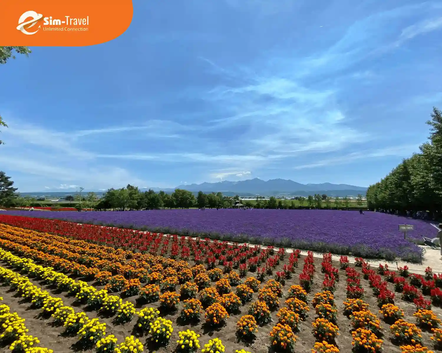 Vườn hoa nở rộ ở Hokkaido