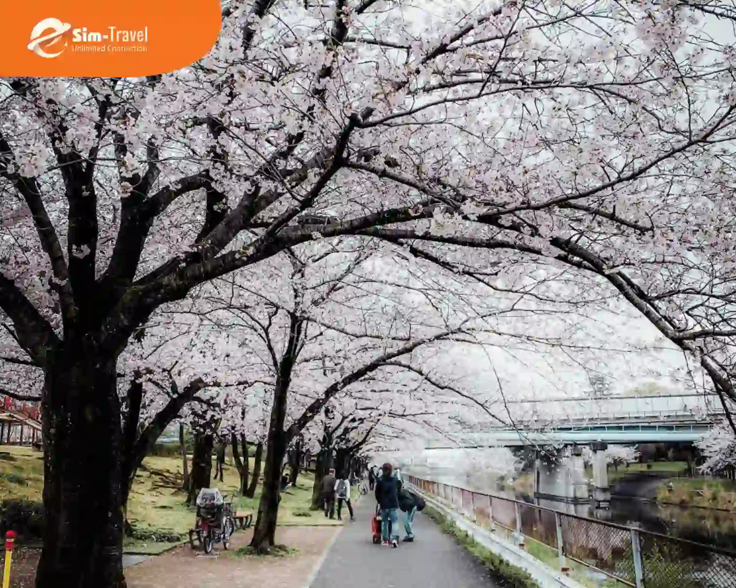 Du lịch mùa xuân ngắm hoa anh đào Nhật Bản