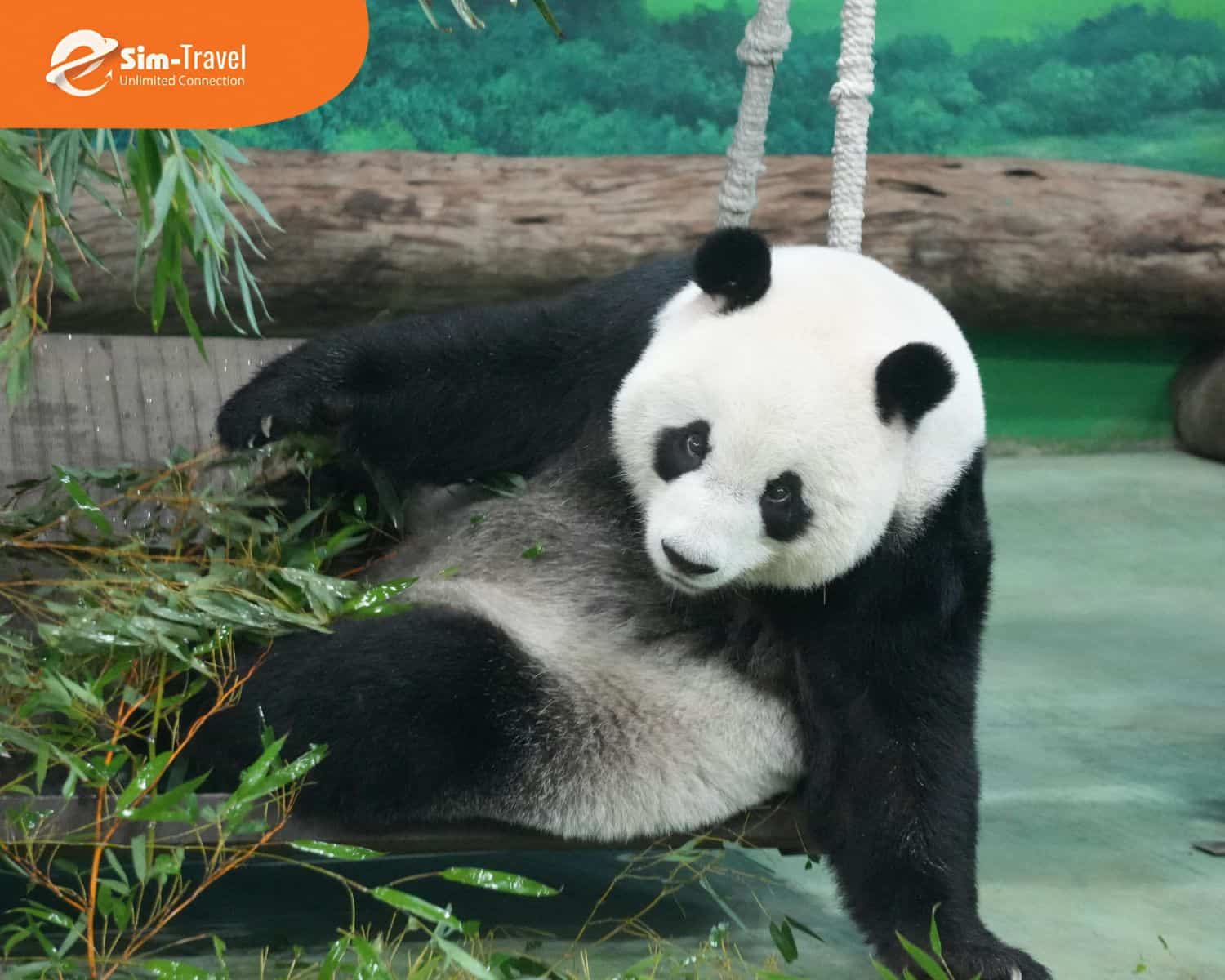 Thành Đô nổi tiếng với gấu trúc, ẩm thực cay nồng và nhịp sống thư thái