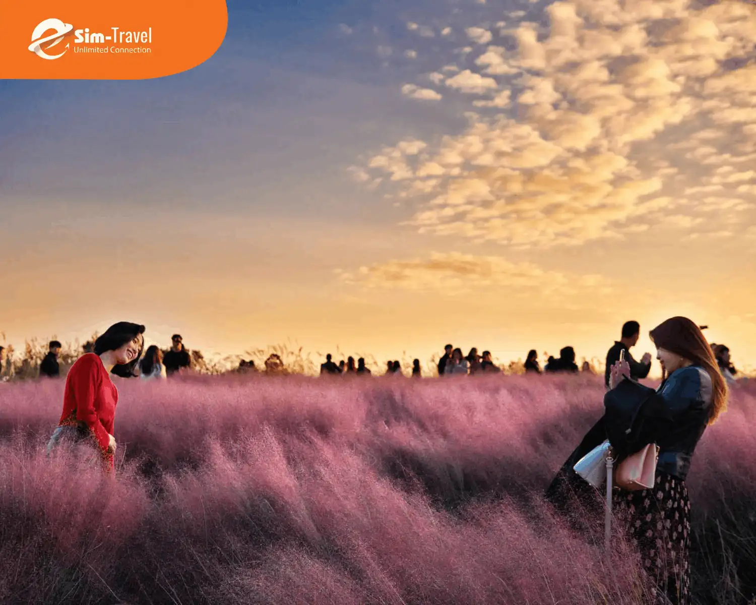 Checkin ở vườn cỏ hồng Haneul - điểm đến yêu thích của giới trẻ mùa thu