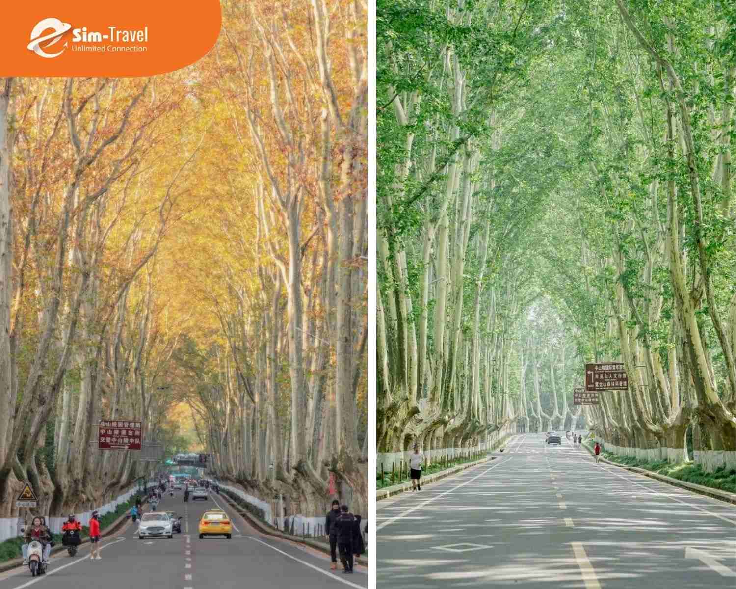 Hàng cây Ngô Đồng tạo nên khung cảnh mùa thu rất đặc trưng ở Nam Kinh