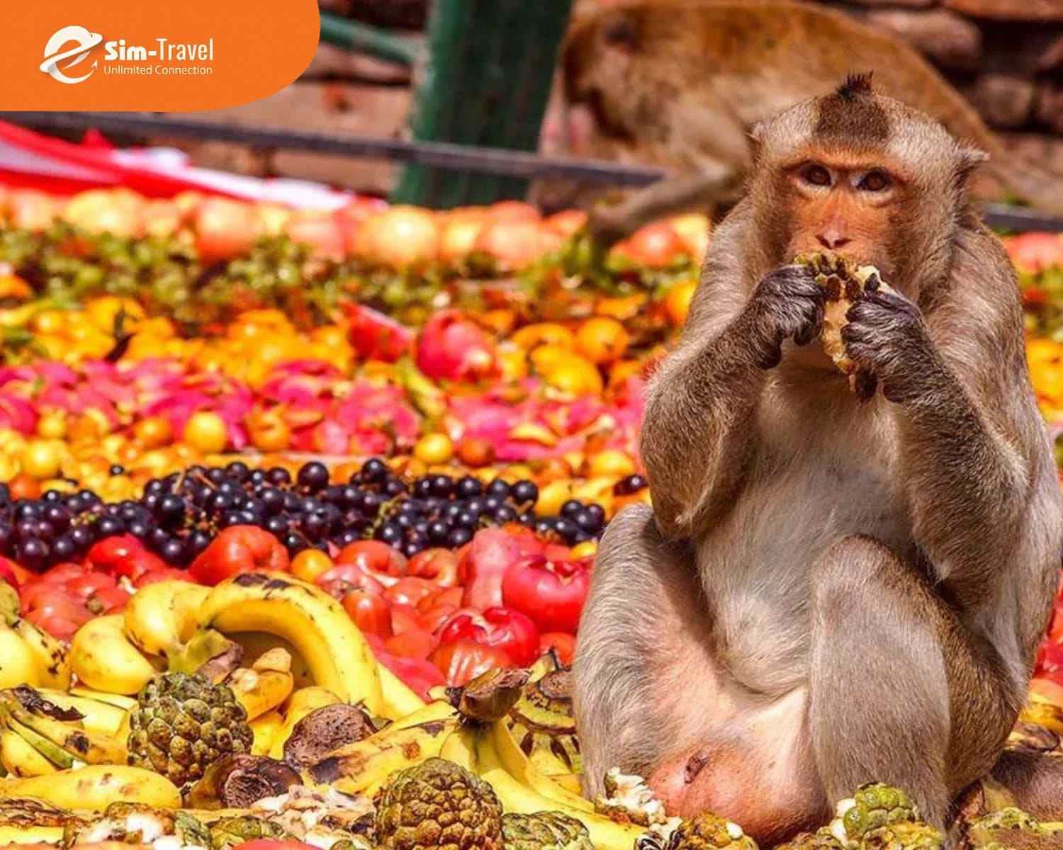 Lễ hội Buffet cho khỉ gây ấn tượng với bữa tiệc khổng lồ dành cho hàng nghìn chú khỉ