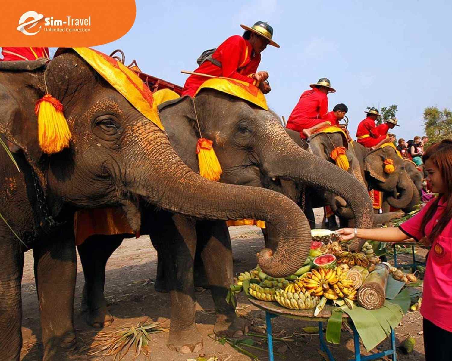 Lễ hội Voi Surin là lễ hội nổi tiếng với các màn biểu diễn độc đáo của hàng trăm chú voi