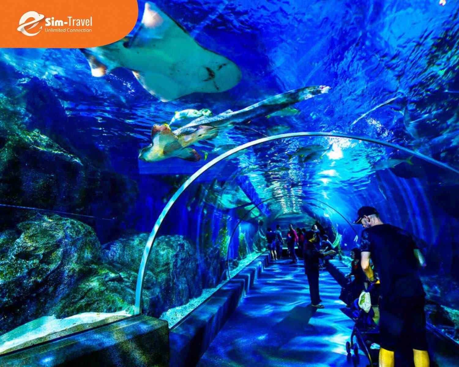 SEA LIFE Bangkok Ocean World là thủy cung nổi tiếng với hàng nghìn loài sinh vật biển đa dạng