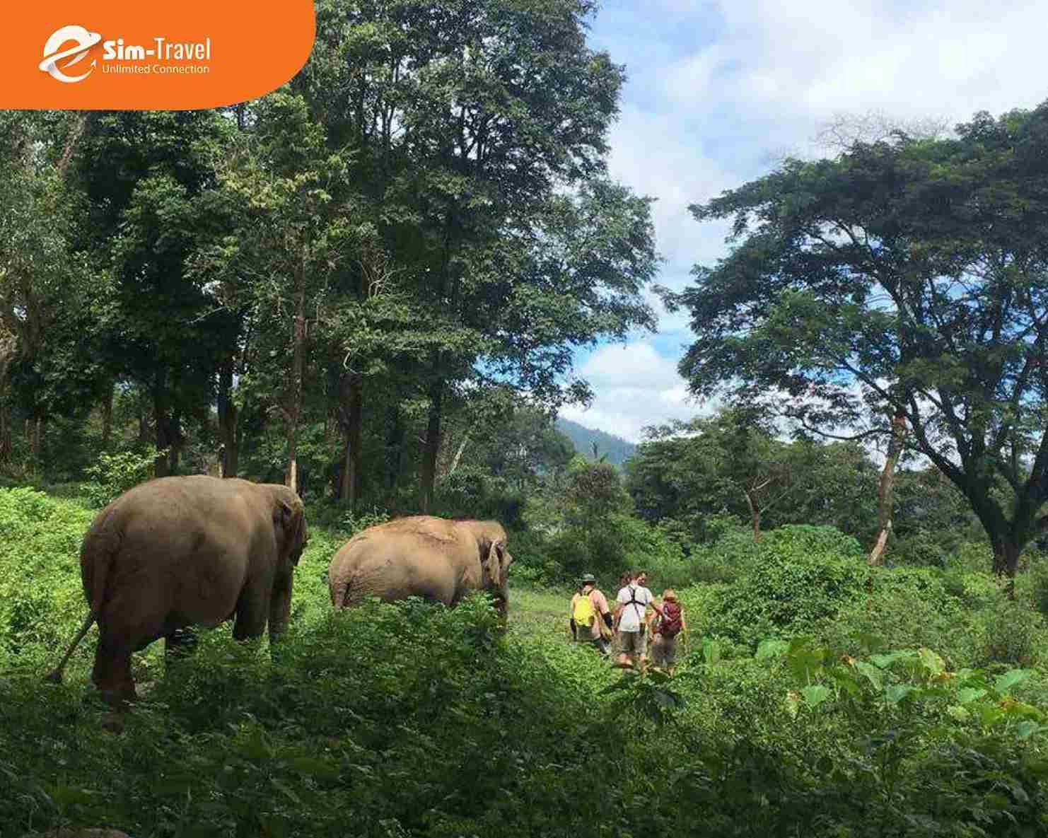 C&ocirc;ng vi&ecirc;n Voi Tự Nhi&ecirc;n mang đến trải nghiệm gần gũi với voi trong kh&ocirc;ng gian thi&ecirc;n nhi&ecirc;n y&ecirc;n b&igrave;nh