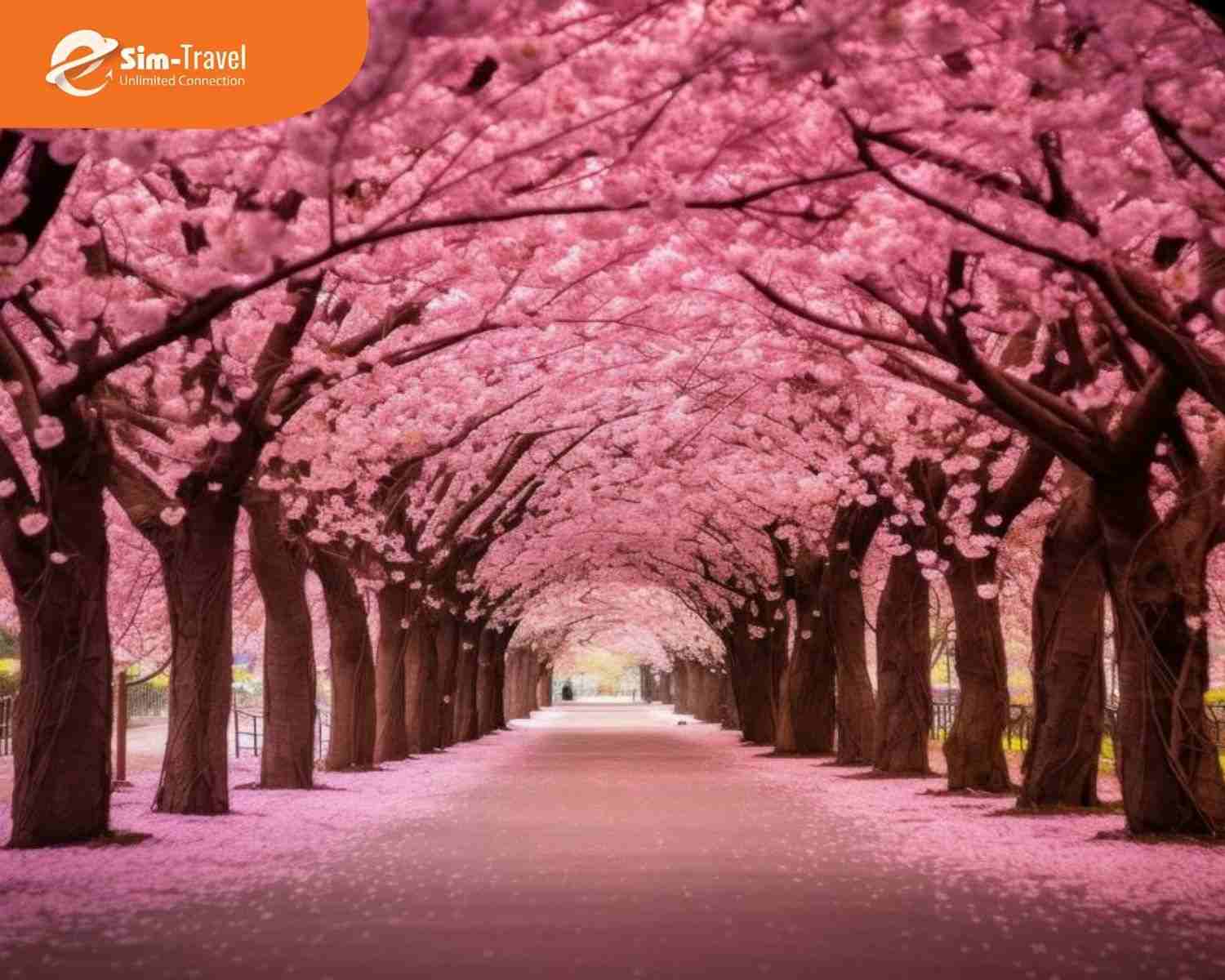 Rừng hoa anh đ&agrave;o Pingba tạo n&ecirc;n kh&ocirc;ng gian l&atilde;ng mạn tại Qu&yacute; Ch&acirc;u